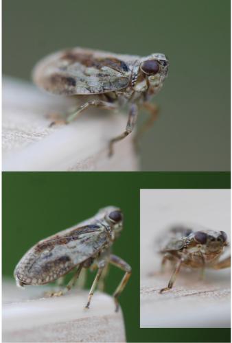Issus coleoptratus